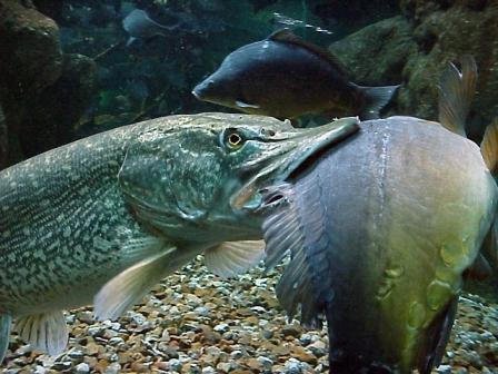 Crap de sete!!! :)  - 395918457032804327172670740006n.jpg